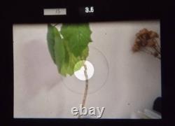 2LensExc+5 Nikon F3 Eye Level SLR Film Camera Ai 50mm F1.4 36-72mm F3.5 JAPAN