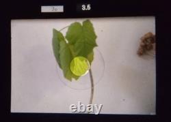 2LensExc+5 Nikon F3 Eye Level SLR Film Camera Ai 50mm F1.4 36-72mm F3.5 JAPAN