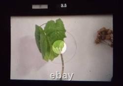 2LensExc+5 Nikon F3 Eye Level SLR Film Camera Ai 50mm F1.4 36-72mm F3.5 JAPAN