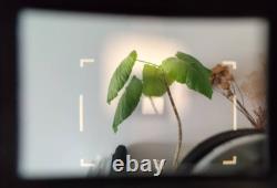 NEAR MINT Canon Model 7 Rangefinder 50mm F1.4 Lens 35mm Film Camera JAPAN