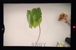 NEAR MINT Nikon FM2 Black SLR 35mm Film Camera Ai 50mm F1.4 Lens From JAPAN