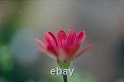 Red PENTAX Spotmatic 35mm Film Camera With 1.8 Lens. Film Tested And Working