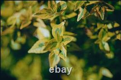 Red PENTAX Spotmatic 35mm Film Camera With 1.8 Lens. Film Tested And Working