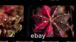 Red PENTAX Spotmatic 35mm Film Camera With 1.8 Lens. Film Tested And Working